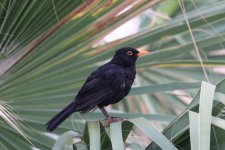 119IMG_0931_Blackbird_Tenerife_07-2022.JPG