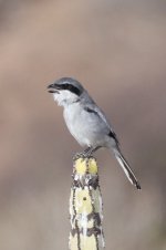 1191IMG_1881_Great Grey Shrike_Tenerife_07-2022.JPG