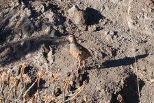 1195IMG_0751_Barbary Partridge_Tenerife_07-2022.JPG