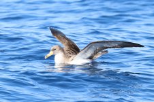 IMG_0632_Cory's Shearwater_Tenerife_07-2022.JPG