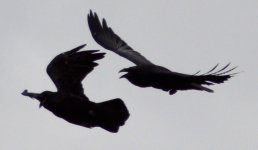 ravens fighting.jpg