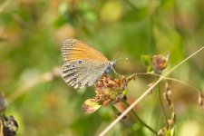 coenonympha glycerion.jpg