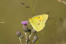 colias croceus.jpg