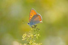 Lycaena dispar rutila1.jpg