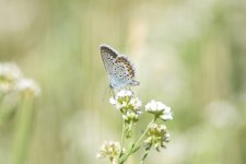 polyommatus icarus.jpg