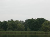 Frensham Little Pond Black Tern 1.jpg