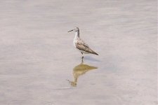 lesseryellowlegs.jpg