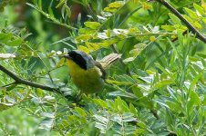 commonyellowthroat.jpg