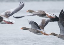 greylag_goose-00050.jpg