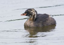 little_grebe-00077.jpg