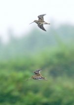 snipe-00064.jpg