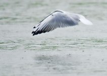 black_headed_gull-00047.jpg