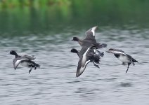 tufted_duck-00033.jpg