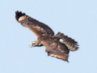 hawk1-1.jpg