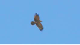 Juv Harrier Hawk.jpg