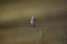 Pied Wagtail juvenile on the fence.jpg