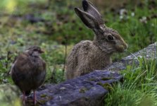 The Partridge and the Hare - and you are.jpg