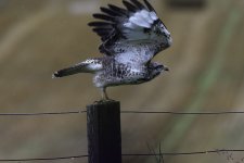 Buzzard on the fence - leaving.jpg