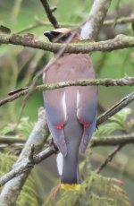 Cedar Waxwing.jpg