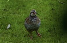 Red-Legged Partridge - Do I stay or do I go now.jpg