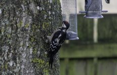GSW youngster on the tree outside my window.jpg