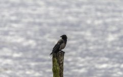 Hooded Crow on a post by the sea.jpg