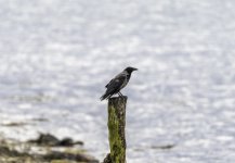 Hooded Crow at its post.jpg