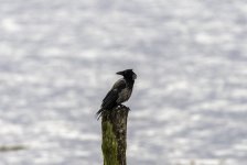Hooded Crow - In the nictate of an eye.jpg