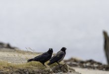Hooded & Carrion Crow - The odd couple.jpg