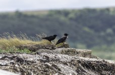 Hooded & Carrion Crow - Is there nae privacy any more.jpg