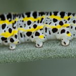 caterpillar 1.jpg