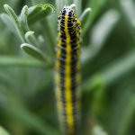 Caterpillar 4.jpg