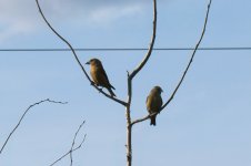 DSC_0055-Crossbill.jpg