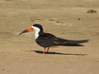 Black Skimmer.JPG