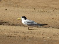 Yellow-billed Tern.JPG