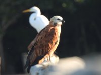 Black-collared Hawk 2.JPG