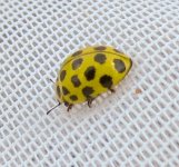 22-spot ladybird ex IMG_19422_edited.jpg