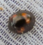 pine ladybird ex IMG_19436_edited.jpg