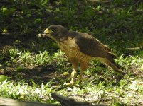 Roadside Hawk.JPG