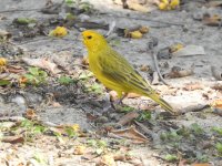 Saffron Finch.JPG