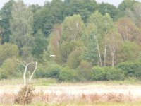 3.2 (great egret).JPG