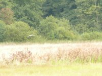 3.3 (great egret).JPG