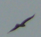 4.4.1 (marsh harrier).png