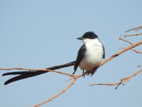 Fork-tailed Flycatcher.JPG