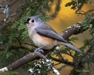 Tufted Titmouse.jpg