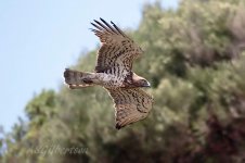 Short-toed-Eagle-(36)-fbook.jpg