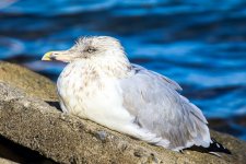 Gull_Broadmeadows.jpg