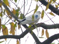 1.3 (Barbary dove).JPG