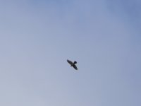 3.2 (sparrowhawk).JPG