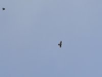 3.9 (sparrowhawk).JPG
